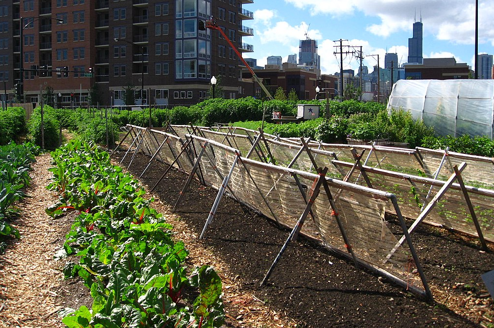 The Unseen World of Urban Farming: A Revolution in Our Cities